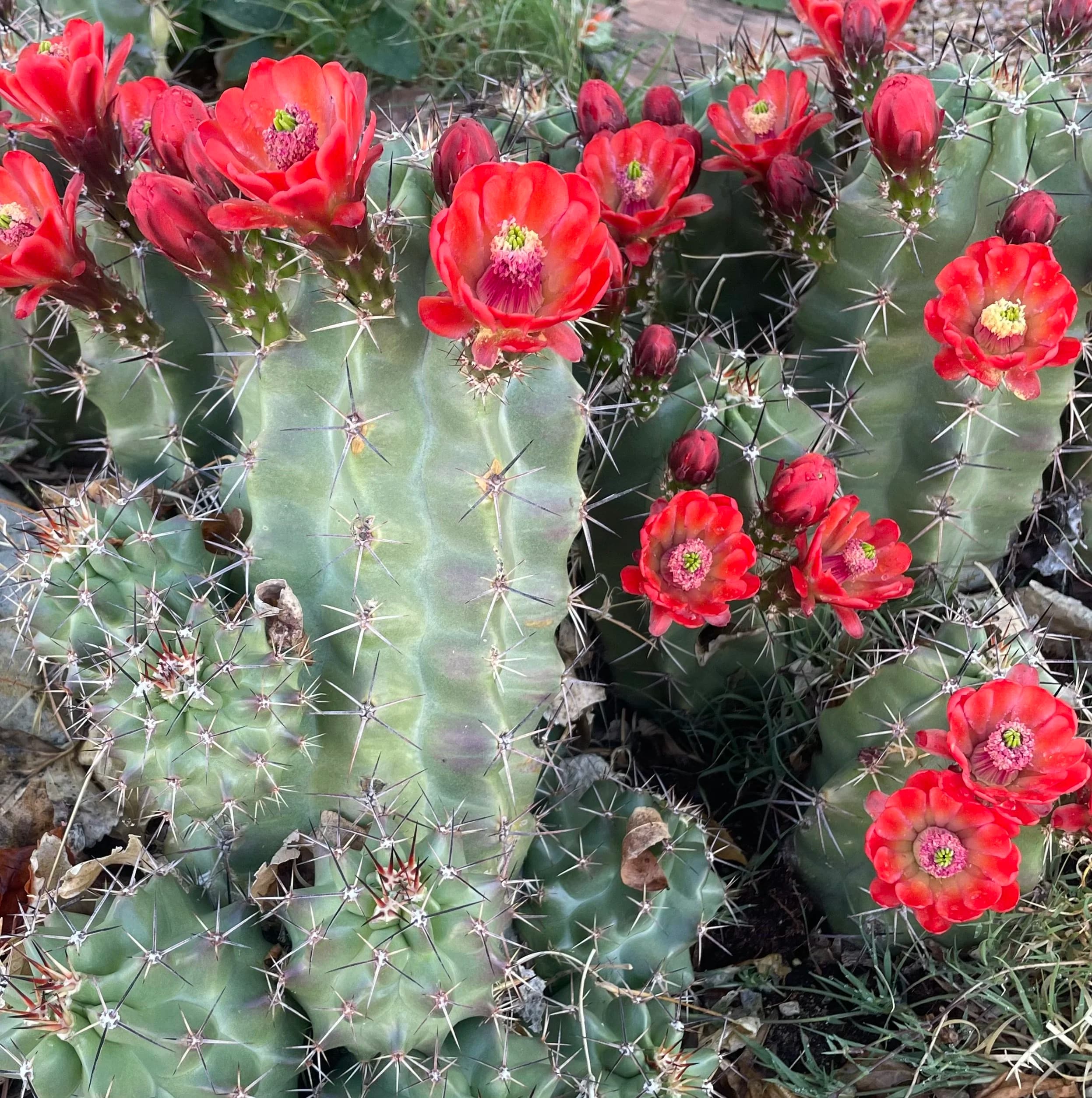 Beautiful blooming cactus flower