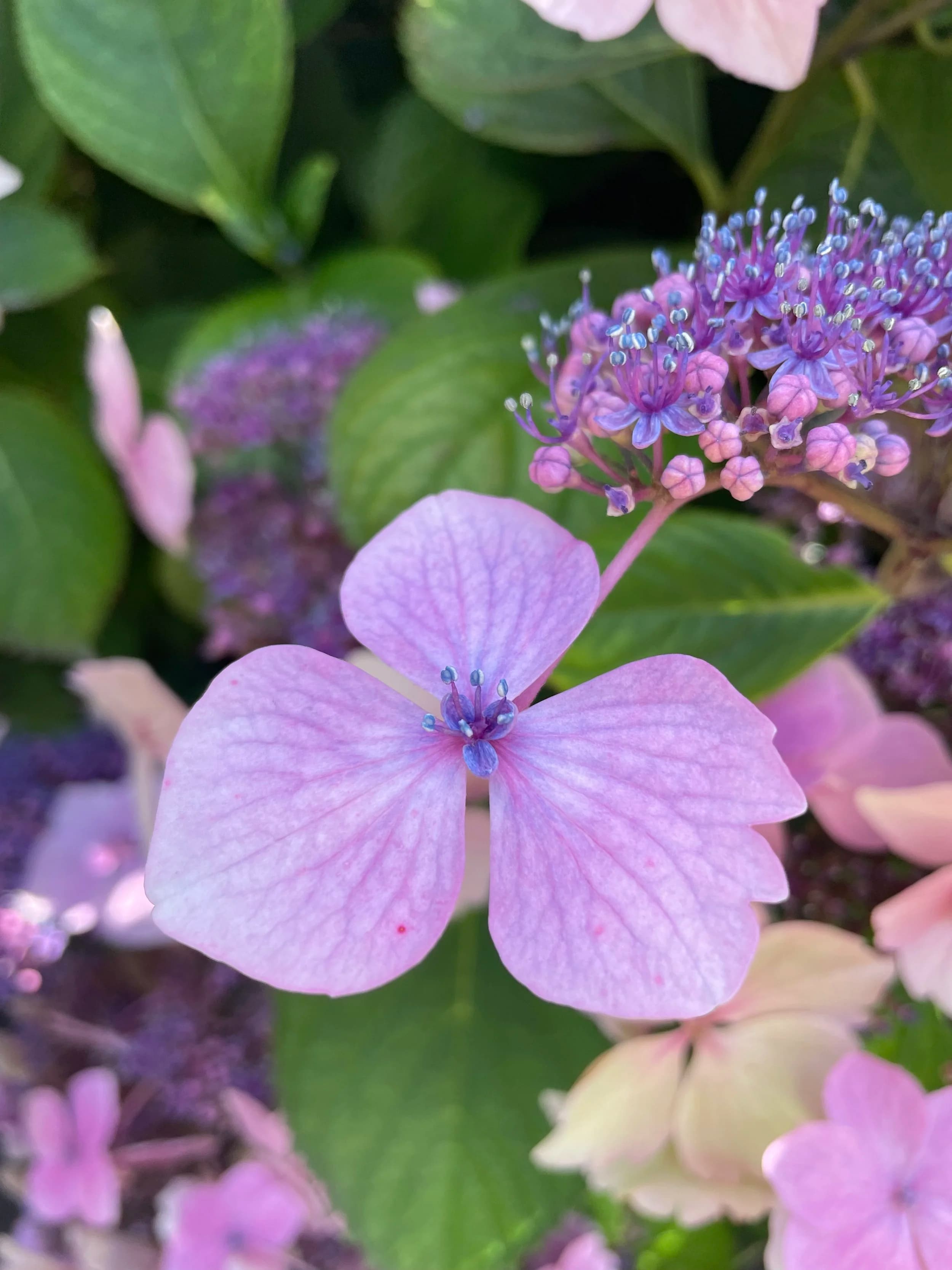 Budding with Possibility