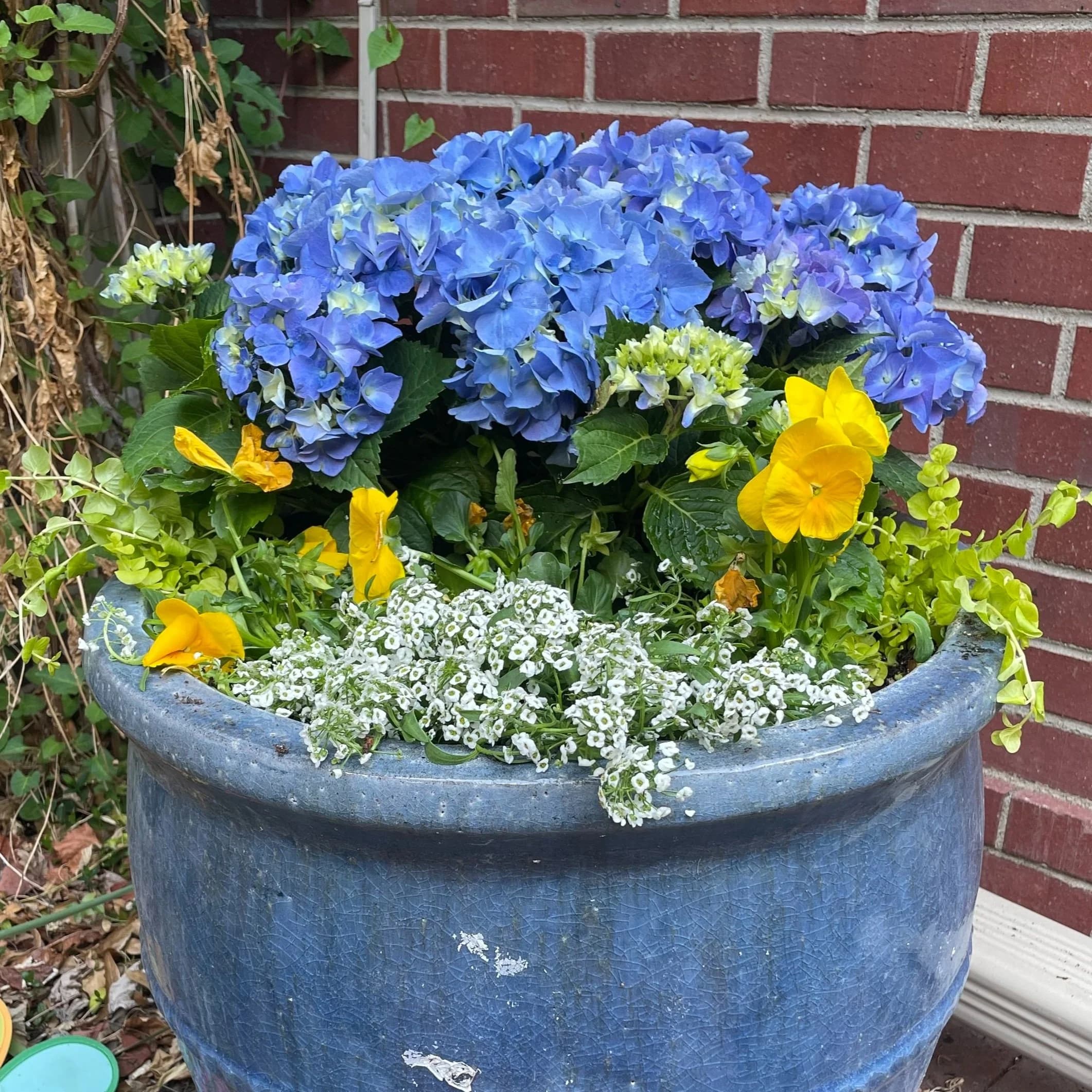 Blue flower pot with blooms