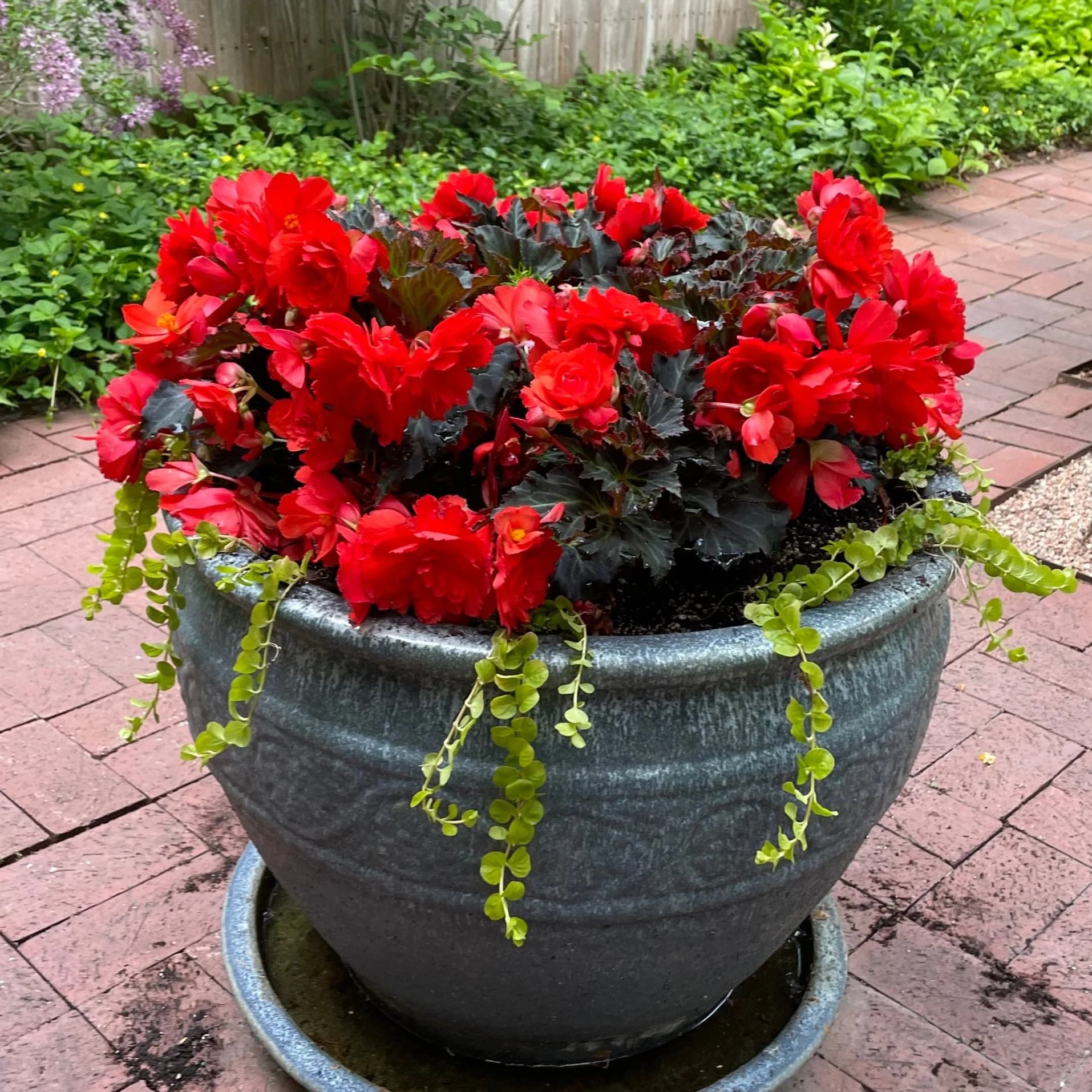 Vibrant red flower pot arrangement