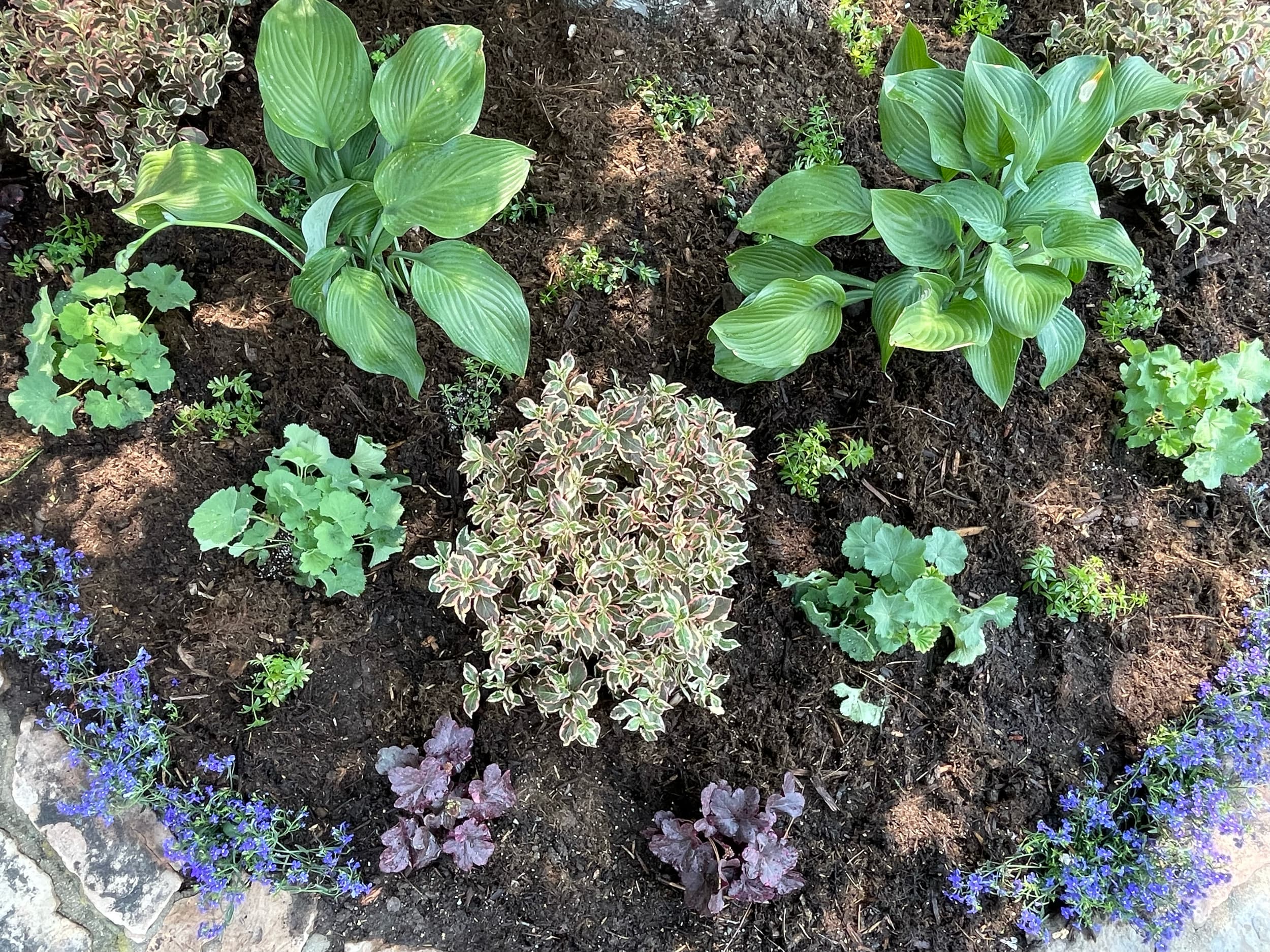 Overhead view of plants in rich soil